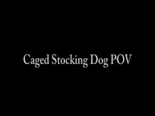 Caged Stocking Dog Pov - Femdom Foot Fetish Stockings